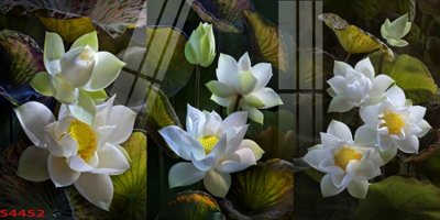 Tải về file tranh gốc Tranh hoa sen cá cửu ngư quần hội S4452 (để in quảng cáo)