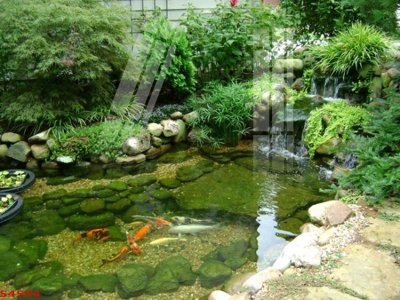 Tệp tin gốc Tranh hoa sen cá cửu ngư quần hội S4594 (dùng cho in) Tranh hoa sen cá cửu ngư quần hội S4594