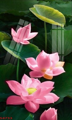 Tải file gốc Tranh hoa sen cá cửu ngư quần hội S4733 (in tráng gương) cao cấpFile gốc Tranh hoa sen cá cửu ngư quần hội S4733 (in ấn) phiên bản độc quyền