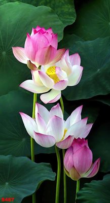 Tải file Tranh cửu ngư quần hội sen cá S487 (ảnh gốc) in tranh kính