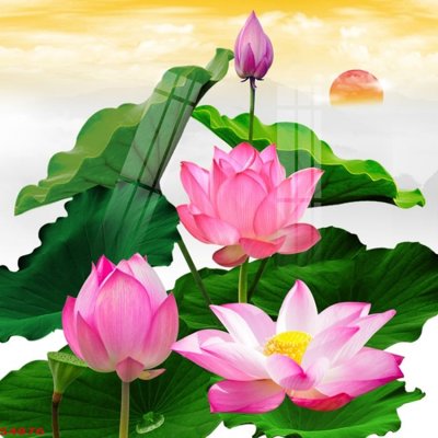 File PSD Tranh hoa sen cá cửu ngư quần hội S4876 (chất lượng in ấn)