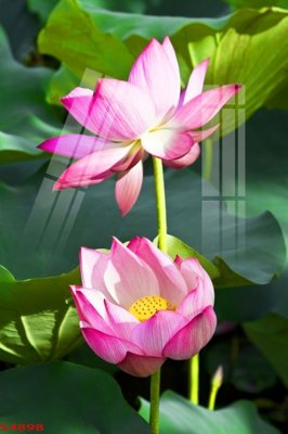 Download file gốc Tranh hoa sen cá cửu ngư quần hội S4898 (in mica) logo