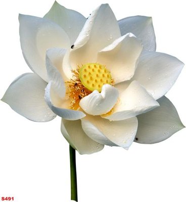 File gốc Tranh cửu ngư quần hội sen cá S491 (ảnh rõ nét) để in