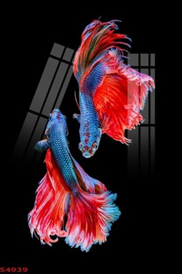 File tranh gốc Tranh hoa sen cá cửu ngư quần hội S4939 (bản đẹp) độc quyền