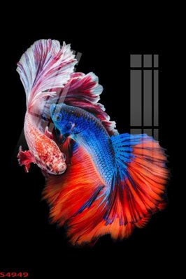 File gốc Tranh hoa sen cá cửu ngư quần hội S4949 (PSD/TIFF) độ phân giải cao