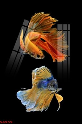 File gốc Tranh hoa sen cá cửu ngư quần hội S4959 (in tráng gương) ốp tường