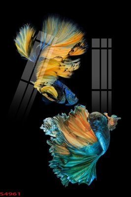 File tranh gốc Tranh hoa sen cá cửu ngư quần hội S4961 (bản quyền) độc đáo