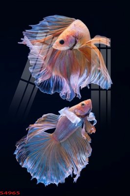 Tải file gốc Tranh hoa sen cá cửu ngư quần hội S4965 (in tráng gương) siêu đẹpFile tranh gốc Tranh hoa sen cá cửu ngư quần hội S4965 chất lượng cao