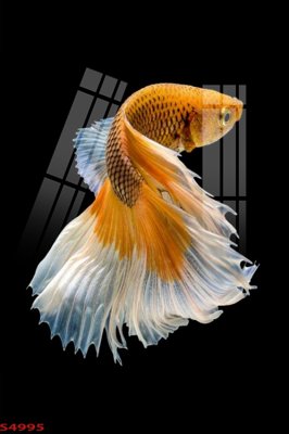 Tải file Tranh hoa sen cá cửu ngư quần hội S4995 (gốc) làm file thiết kế