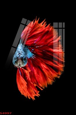 Ảnh gốc Tranh hoa sen cá cửu ngư quần hội S4997 (độ nét cao) in mica