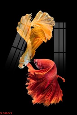 File gốc Tranh hoa sen cá cửu ngư quần hội S5001 (in lụa) tranh thuận buồm