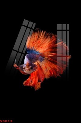 File PSD Tranh hoa sen cá cửu ngư quần hội S5013 (bản gốc) cho nhà in