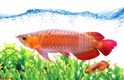 File tranh gốc Tranh hoa sen cá cửu ngư quần hội S5016 (bản đẹp) độc quyền