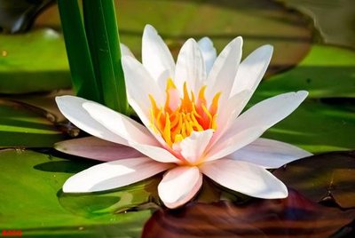 Download file Tranh cửu ngư quần hội sen cá S502 (chuẩn in) chất lượng cao