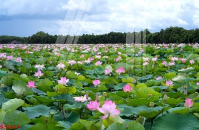 File gốc Tranh hoa sen cá cửu ngư quần hội S5023 (in mica) làm quà tặng