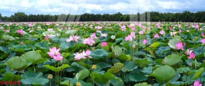 Tải file Tranh hoa sen cá cửu ngư quần hội S5025 (gốc) in tranh tráng gương