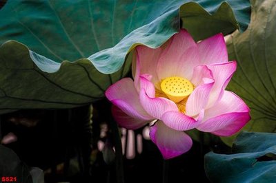 Tải file Tranh cửu ngư quần hội sen cá S521 (gốc) in ấn ngay lập tức