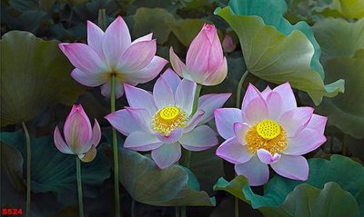 File tranh gốc PSD Tranh cửu ngư quần hội sen cá S524 còn nguyên layer