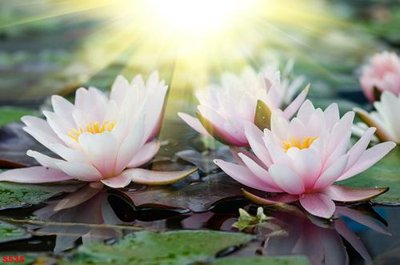 File ảnh Tranh cửu ngư quần hội sen cá S535 (gốc) in backdrop sự kiện