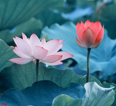 File tranh in trần Tranh cửu ngư quần hội sen cá S536 (ảnh gốc siêu nét)