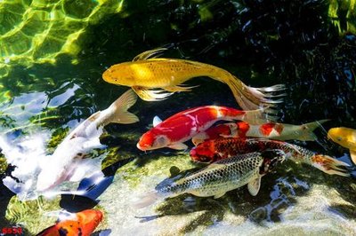 File PSD Tranh cửu ngư quần hội sen cá S539 (gốc) nhiều lớp (multi-layer)