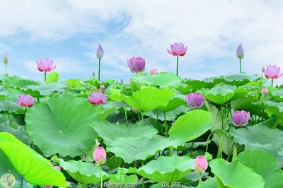 File tranh Tranh cửu ngư quần hội sen cá S55 (gốc) chủ đề con người