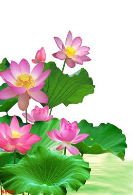 File tranh Tranh cửu ngư quần hội sen cá S552 (gốc) in film