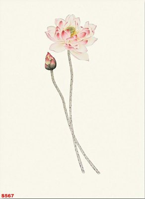 Tải file Tranh cửu ngư quần hội sen cá S567 (gốc) để in ấn ngay