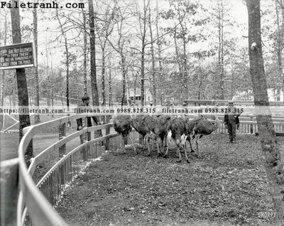 Tệp tin gốc Snowbirds_ 1900 (chất lượng cao) Snowbirds_ 1900