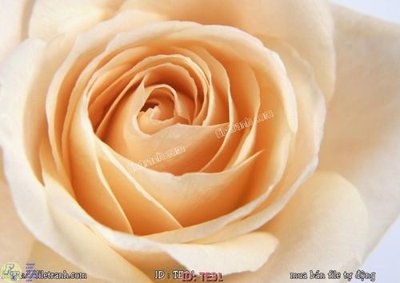 Tải về file tranh gốc File tranh trẻ em TE31 (để in quảng cáo)