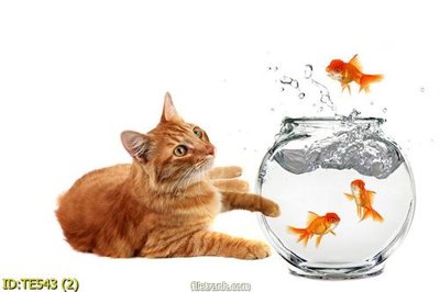 File gốc File tranh trẻ em TE543 (in lụa) họa tiết 3D