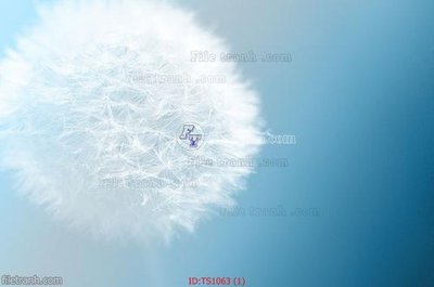 File tranh File hoa trang sức TS1063 (gốc) chủ đề động vật