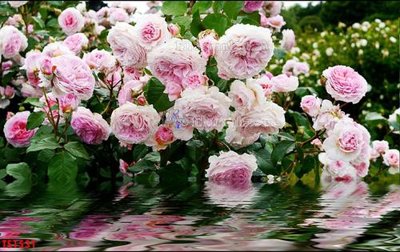 Tải file gốc File hoa trang sức TS1531 (bản PSD) còn layer