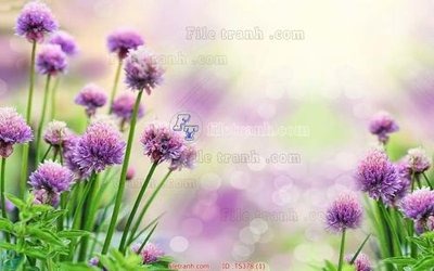 Tải file gốc File hoa trang sức TS378 (bản PSD) đầy đủ layer