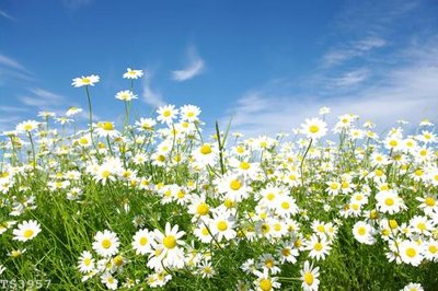 File gốc File hoa trang sức 3d TS3957 (in mica) làm bảng hiệu