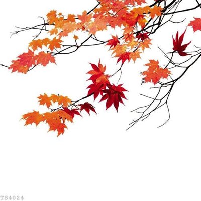 Tải file File hoa trang sức 3d TS4024 (ảnh gốc) file TIFF