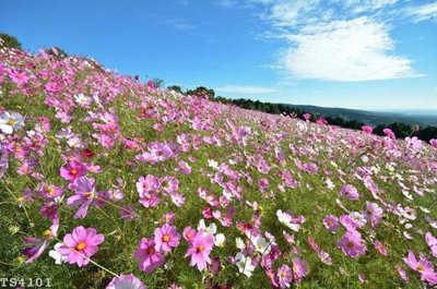 File gốc File hoa trang sức 3d TS4101 (in tráng gương) nghệ thuật