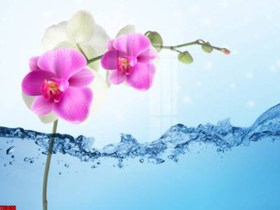 File in mica File tranh hoa trang sức in tường 3d TS5493 (bản gốc) siêu trong