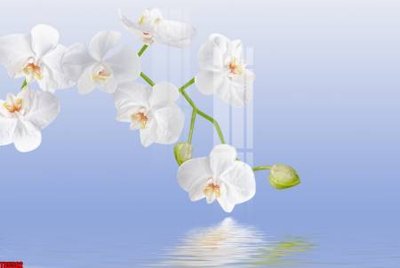 File in mica File tranh hoa trang sức in tường 3d TS5562 (bản gốc) siêu trong