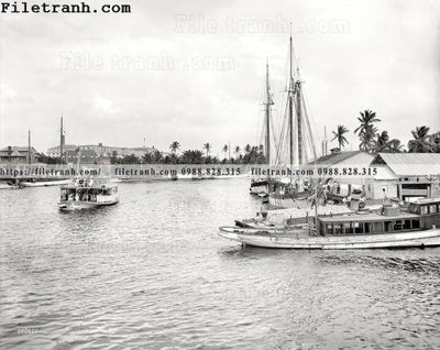 File in ấn cao cấp The Royal Palm_ 1907 (file gốc)