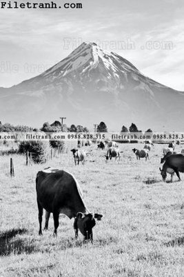 Tải về hình ảnh gốc anh phong canh dung 101 sắc nét