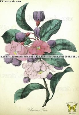 Tải file gốc bac au moi mau hong 502 (in khổ lớn) quảng cáo