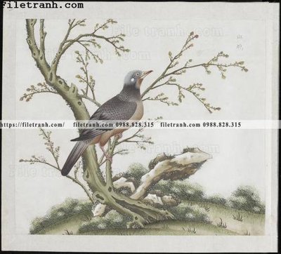 File gốc buc anh hoa co chim muong mau sac nhe nhang 172 (ảnh chi tiết) để in ấn