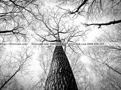 File gốc buc anh ve nguoi chup 506 (in 3D) cho trang trí