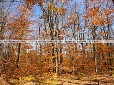 Tải file buc anh ve nguoi chup 538 (ảnh gốc) file TIFF