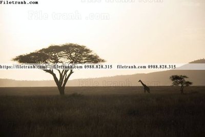 File tranh buc anh ve nguoi chup 613 (bản gốc) in lụa 3D