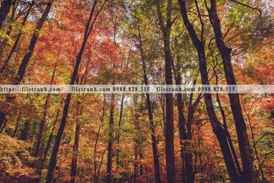 File PSD buc anh ve nguoi chup 622 (nguyên gốc) chất lượng cao