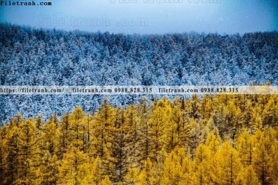 File in lụa buc anh ve nguoi chup 681 (hoa văn) buc anh ve nguoi chup 681