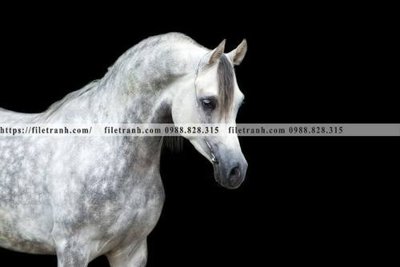 Tải file buc tranh 1 con ngua son dau dep 537 (gốc) làm tranh trang trí