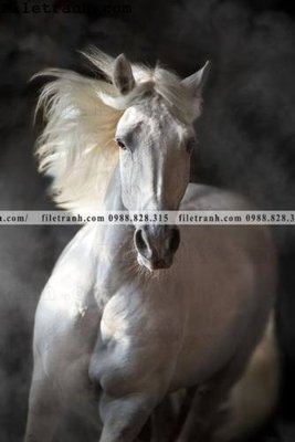 File PSD in ấn buc tranh ngua den trang 126 (chất lượng cao)